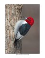 7830 red-headed woodpecker